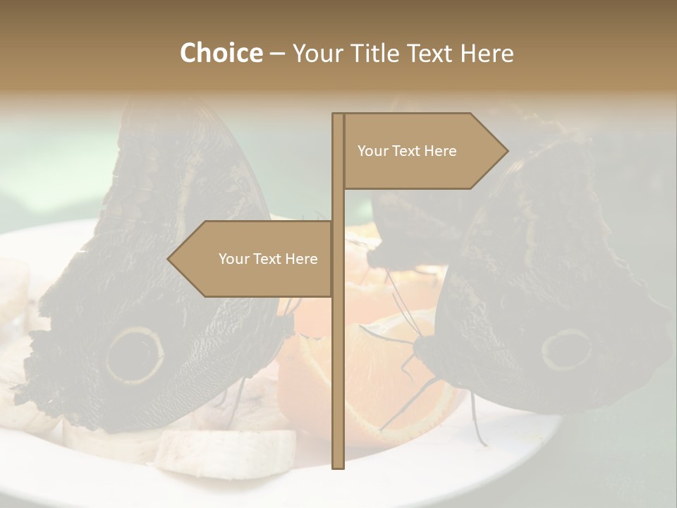 Owl Butterflies At Lunch (Butterfly House In Wien) PowerPoint Template