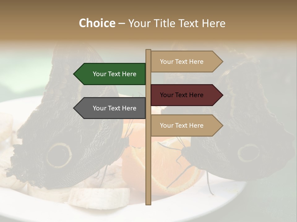 Owl Butterflies At Lunch (Butterfly House In Wien) PowerPoint Template