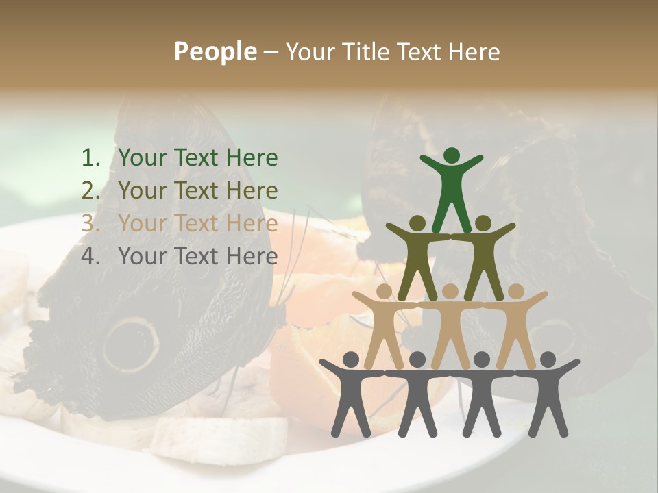 Owl Butterflies At Lunch (Butterfly House In Wien) PowerPoint Template