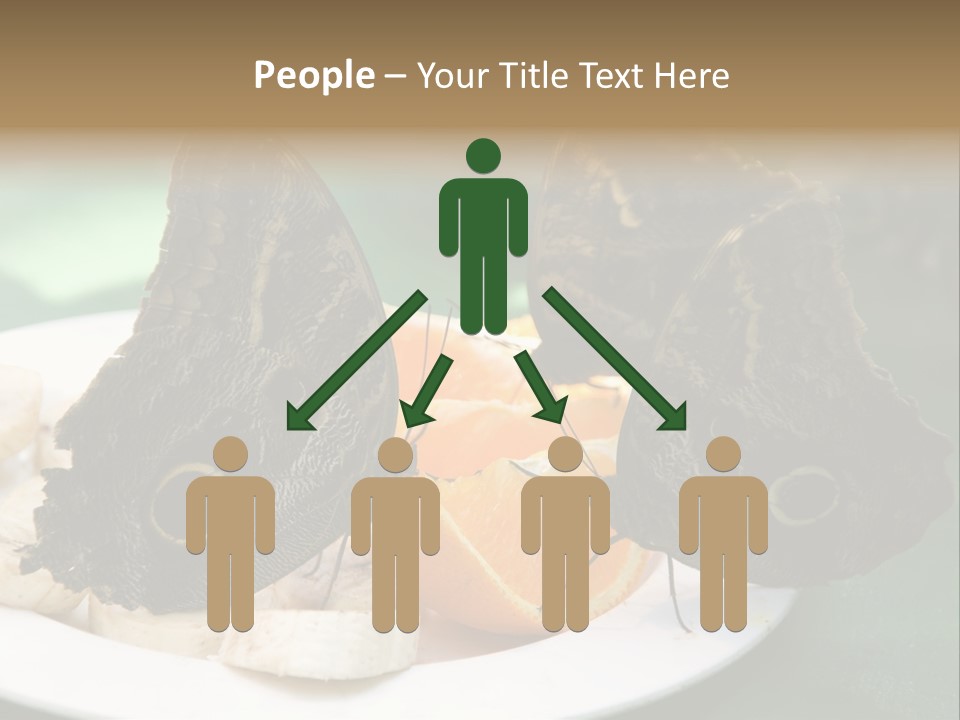 Owl Butterflies At Lunch (Butterfly House In Wien) PowerPoint Template