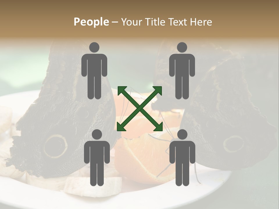 Owl Butterflies At Lunch (Butterfly House In Wien) PowerPoint Template