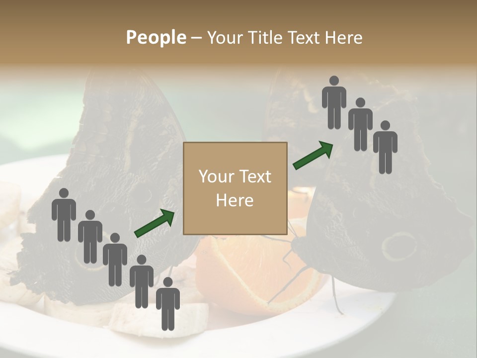 Owl Butterflies At Lunch (Butterfly House In Wien) PowerPoint Template