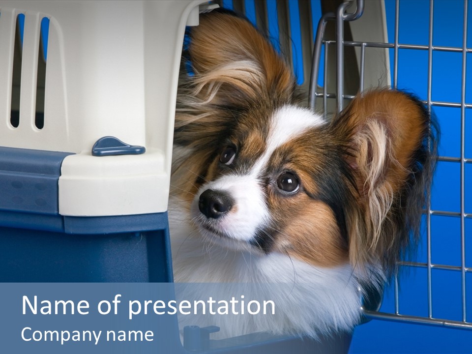 Young Dog Papillon And A Plastic Carrier PowerPoint Template