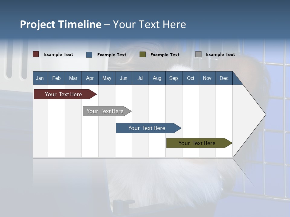 Young Dog Papillon And A Plastic Carrier PowerPoint Template