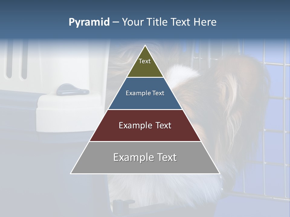 Young Dog Papillon And A Plastic Carrier PowerPoint Template