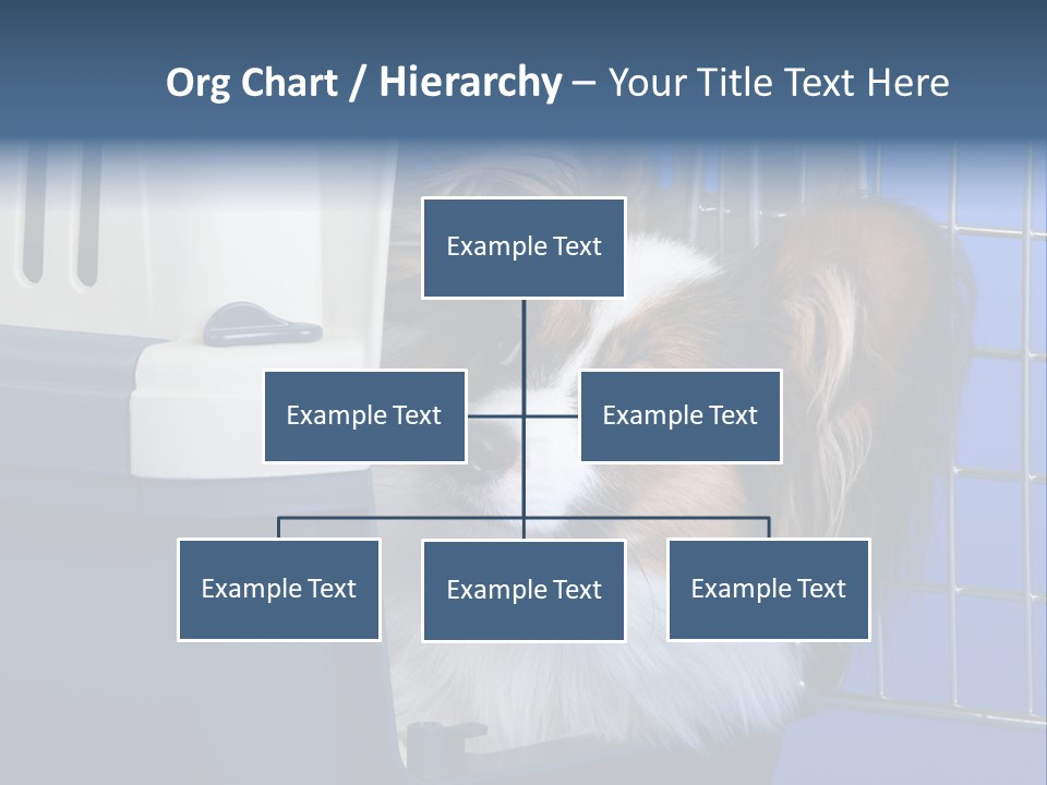Young Dog Papillon And A Plastic Carrier PowerPoint Template
