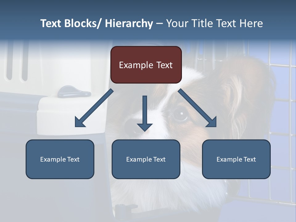 Young Dog Papillon And A Plastic Carrier PowerPoint Template