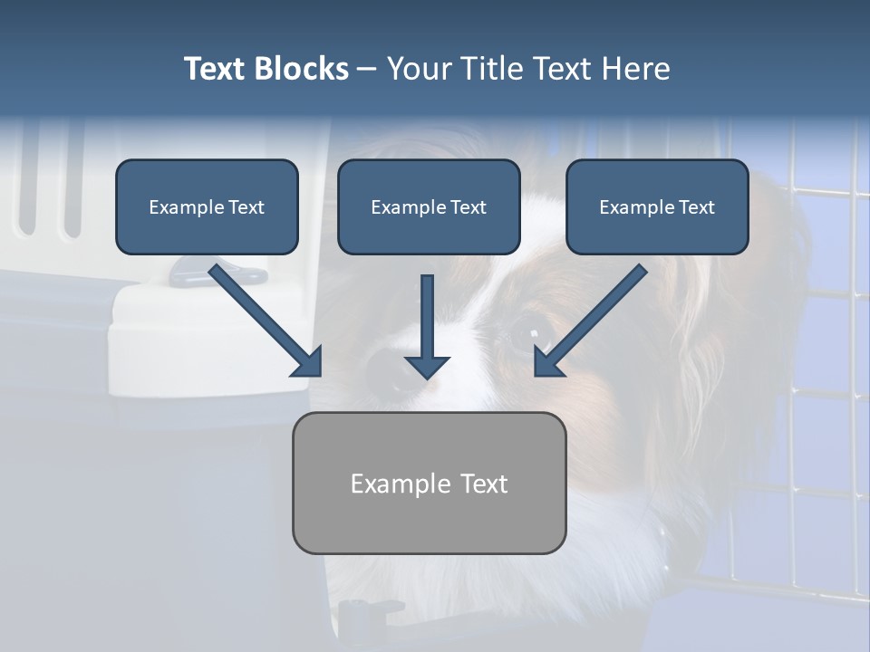 Young Dog Papillon And A Plastic Carrier PowerPoint Template