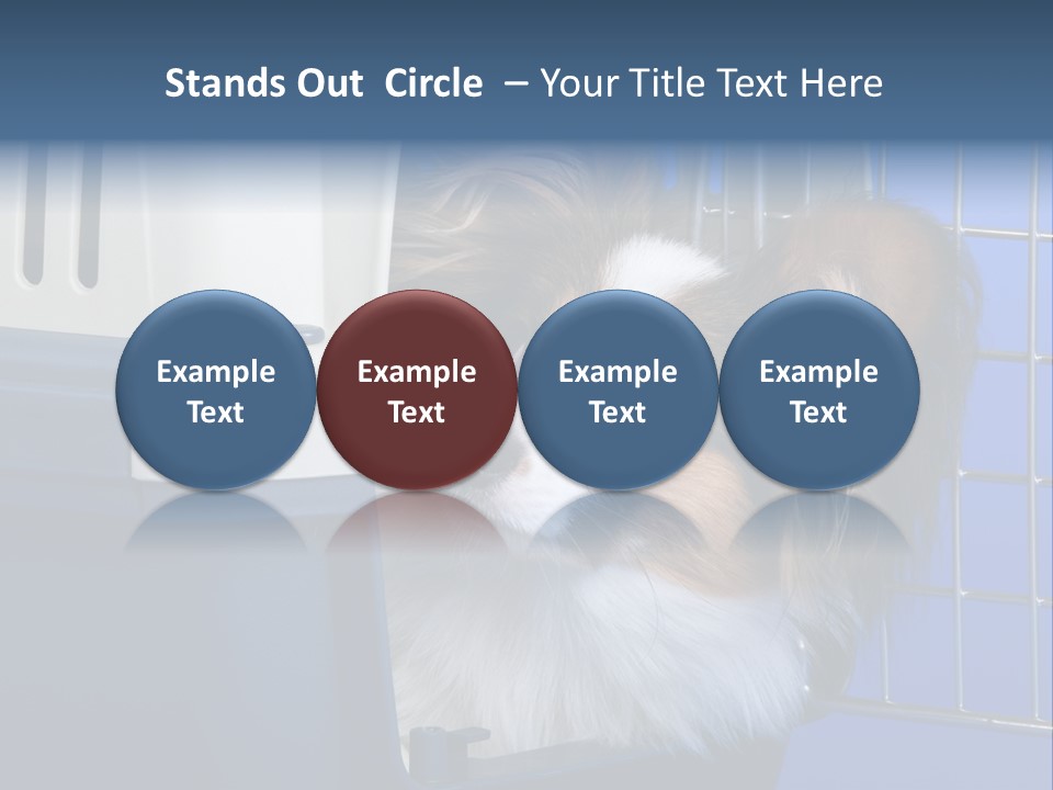 Young Dog Papillon And A Plastic Carrier PowerPoint Template