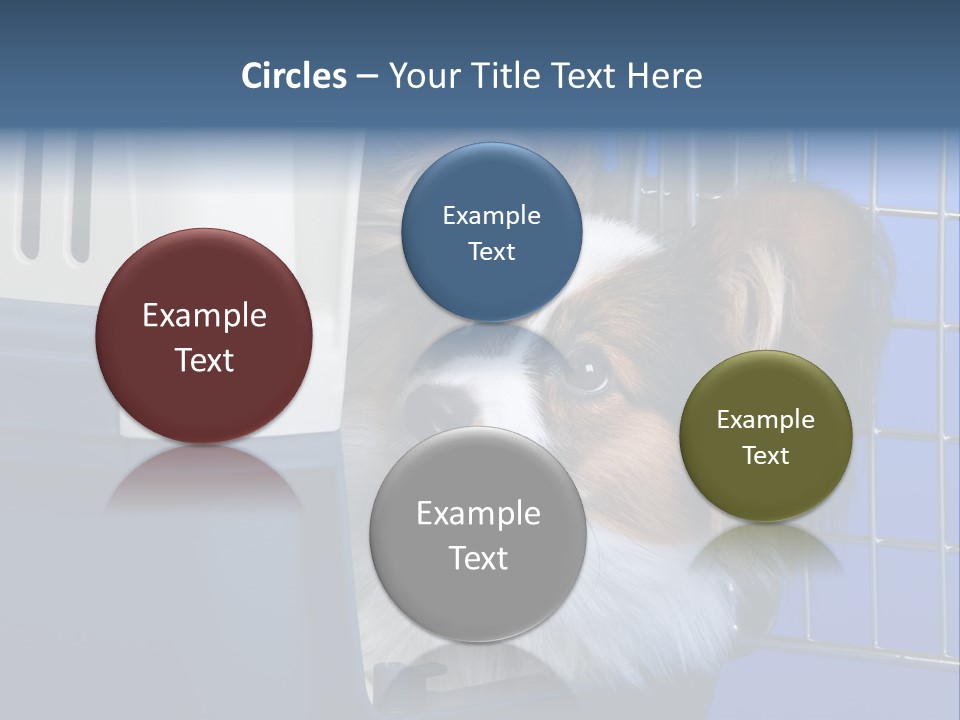 Young Dog Papillon And A Plastic Carrier PowerPoint Template