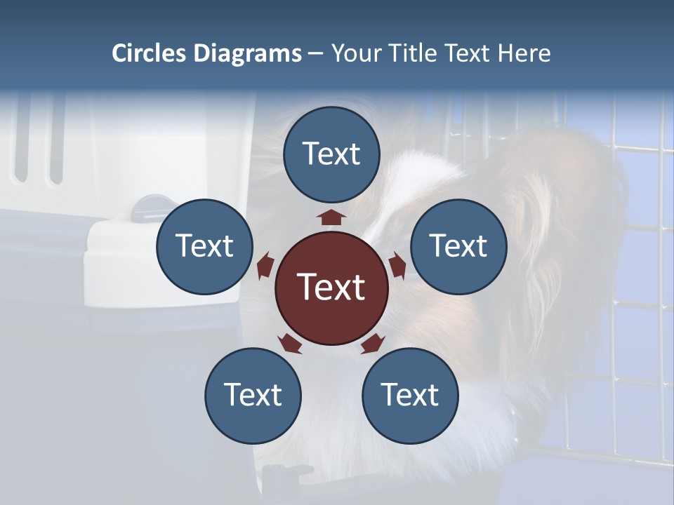 Young Dog Papillon And A Plastic Carrier PowerPoint Template