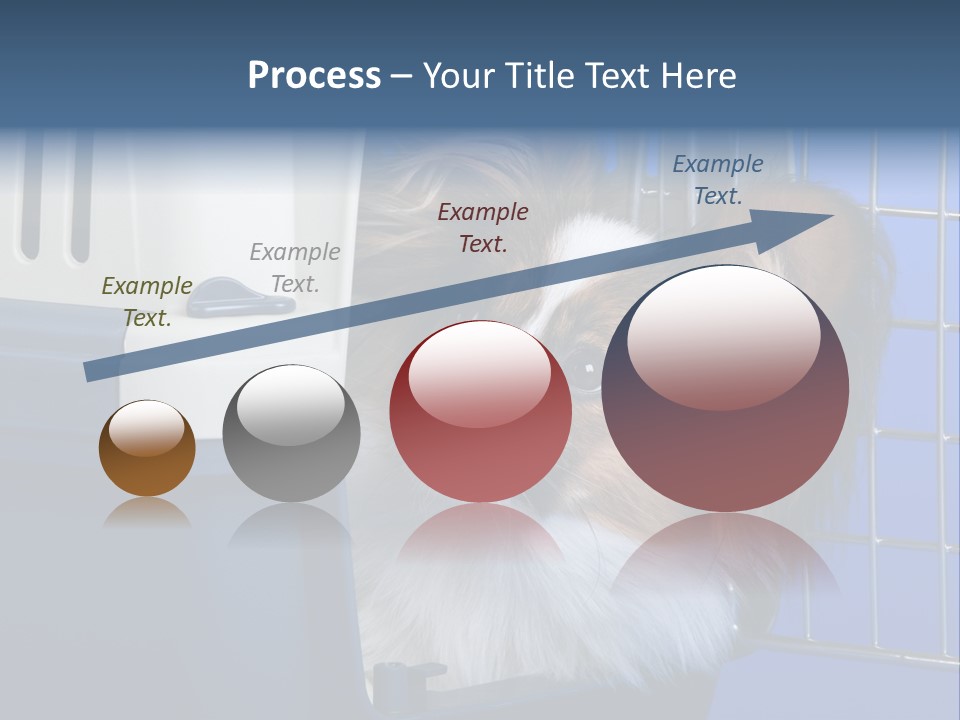 Young Dog Papillon And A Plastic Carrier PowerPoint Template