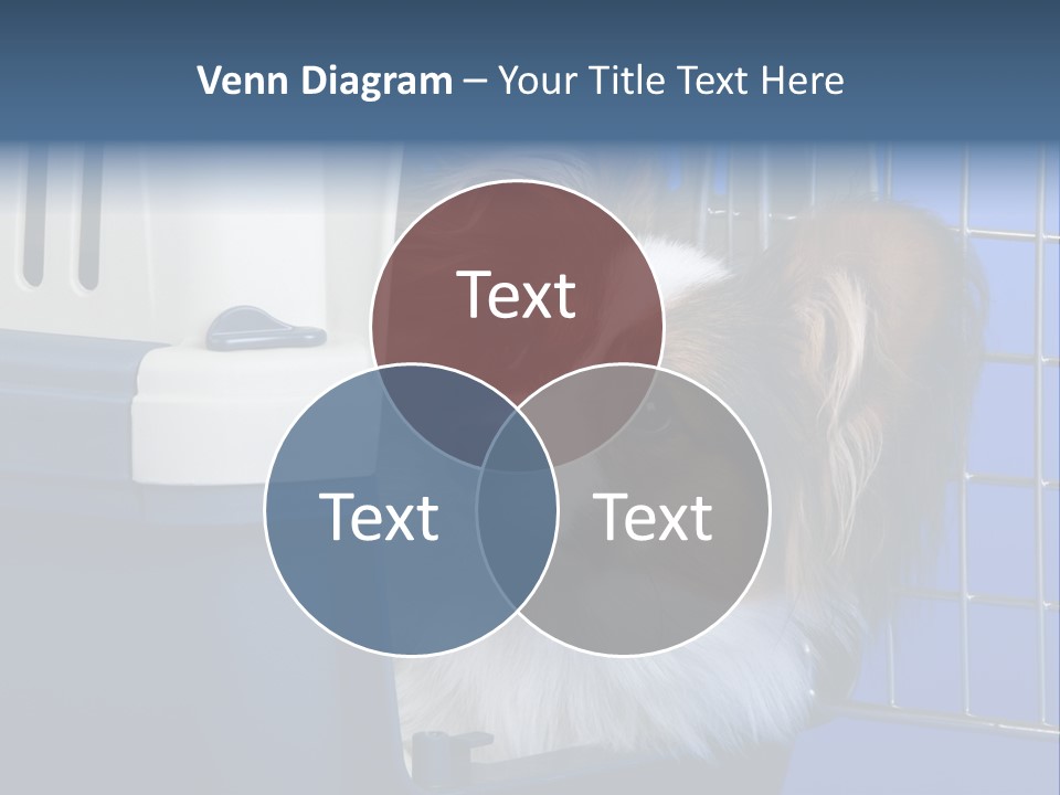 Young Dog Papillon And A Plastic Carrier PowerPoint Template