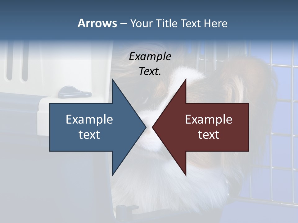 Young Dog Papillon And A Plastic Carrier PowerPoint Template