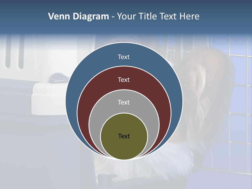 Young Dog Papillon And A Plastic Carrier PowerPoint Template