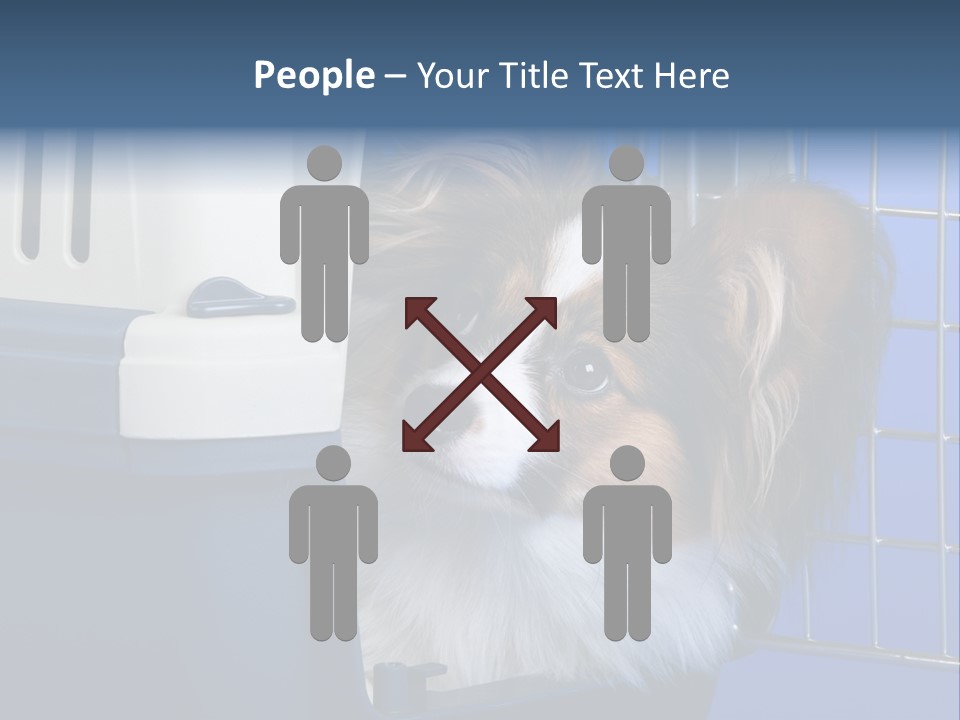 Young Dog Papillon And A Plastic Carrier PowerPoint Template