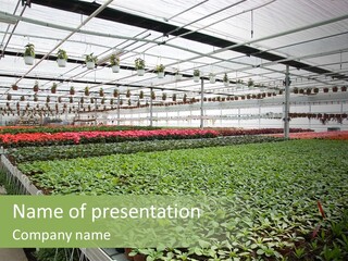 Flowers In Greenhouse PowerPoint Template