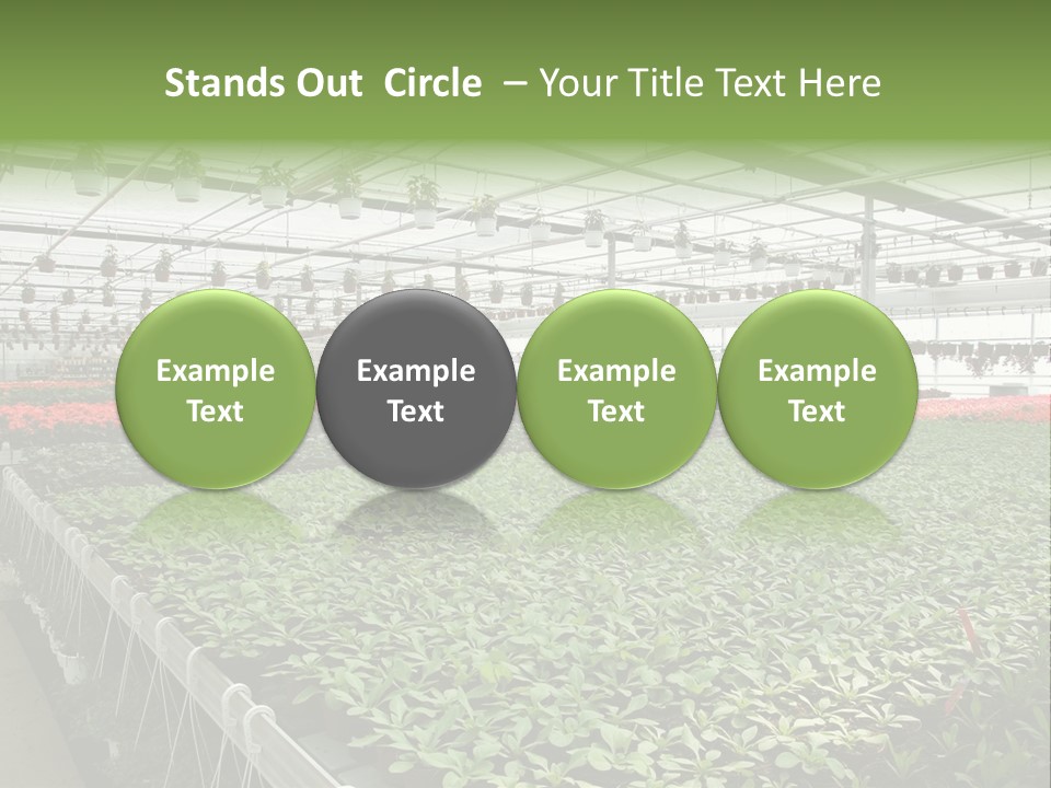 Flowers In Greenhouse PowerPoint Template