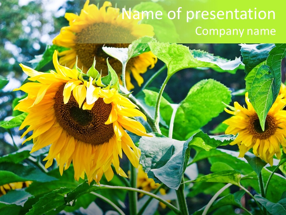 Sunflowers In A Field On A Background Of Trees. PowerPoint Template