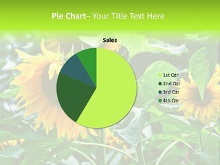 Sunflowers In A Field On A Background Of Trees. PowerPoint Template