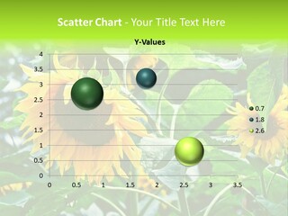 Sunflowers In A Field On A Background Of Trees. PowerPoint Template