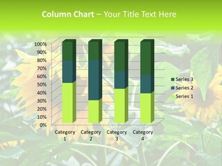 Sunflowers In A Field On A Background Of Trees. PowerPoint Template