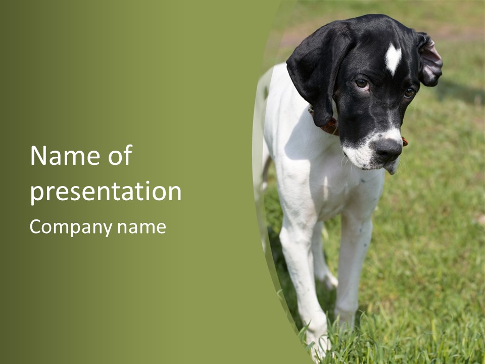 Puppy Of Pointer (Hunter Dog) With Funny Look PowerPoint Template