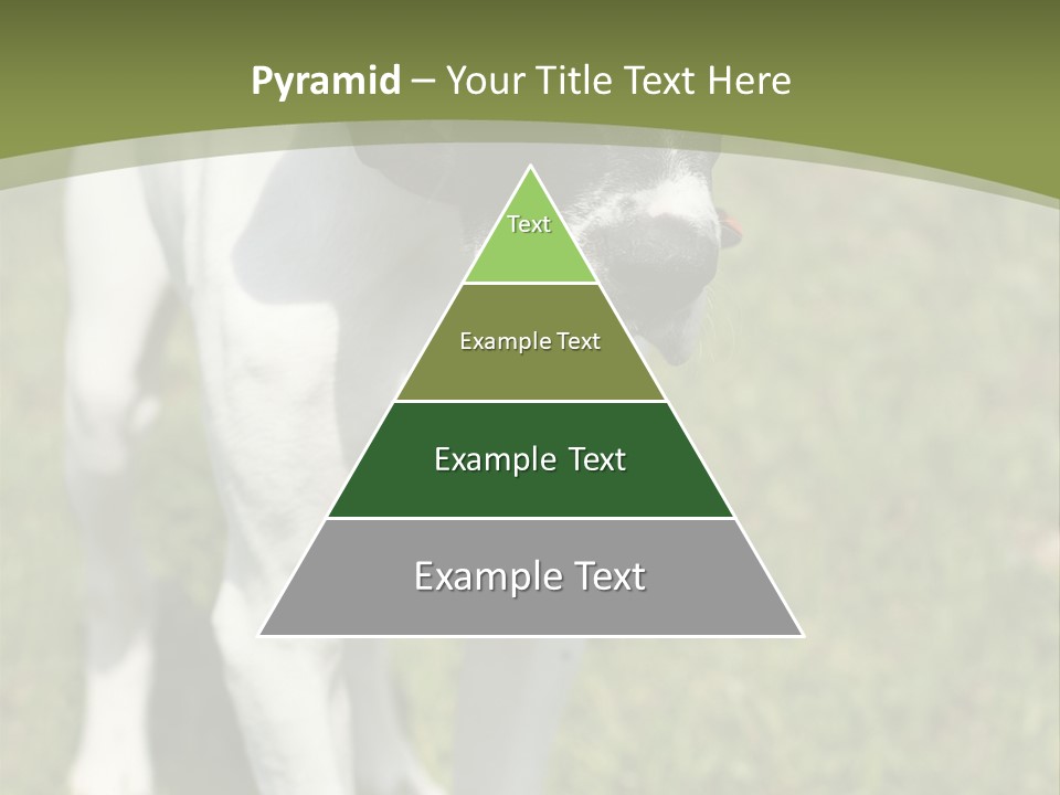 Puppy Of Pointer (Hunter Dog) With Funny Look PowerPoint Template