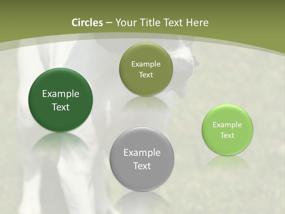 Puppy Of Pointer (Hunter Dog) With Funny Look PowerPoint Template