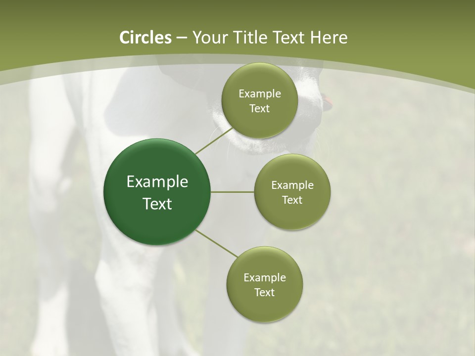 Puppy Of Pointer (Hunter Dog) With Funny Look PowerPoint Template