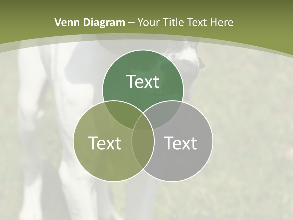 Puppy Of Pointer (Hunter Dog) With Funny Look PowerPoint Template