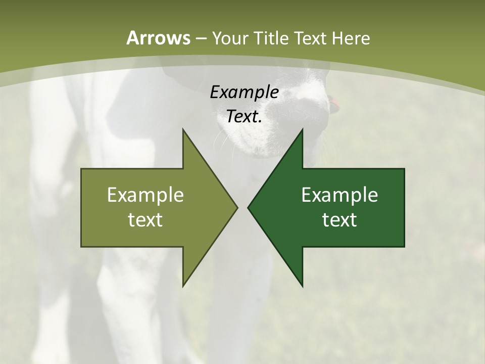 Puppy Of Pointer (Hunter Dog) With Funny Look PowerPoint Template