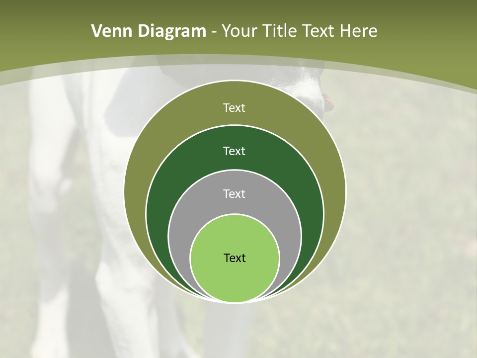 Puppy Of Pointer (Hunter Dog) With Funny Look PowerPoint Template