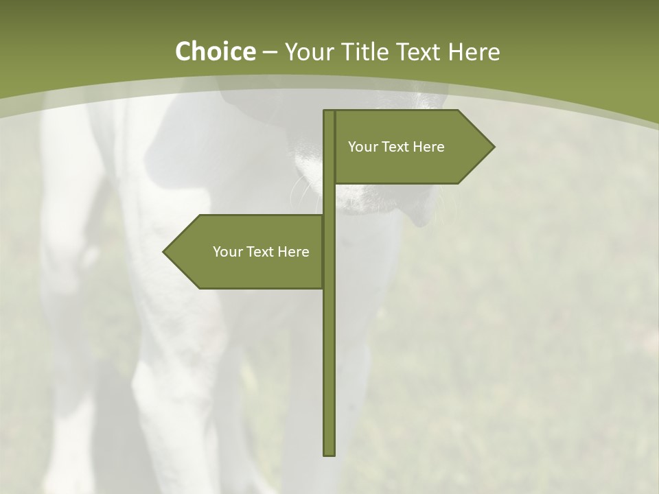 Puppy Of Pointer (Hunter Dog) With Funny Look PowerPoint Template