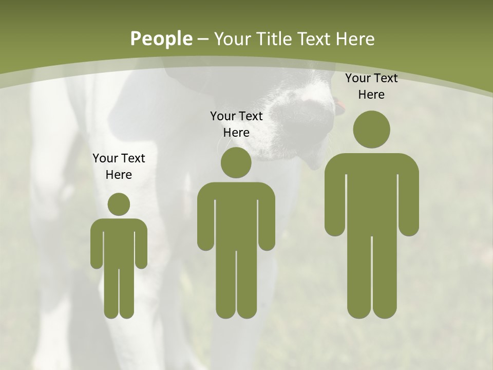 Puppy Of Pointer (Hunter Dog) With Funny Look PowerPoint Template