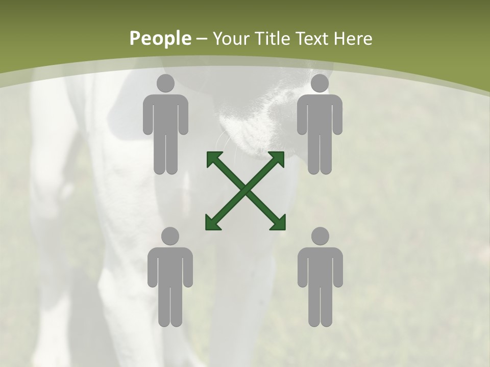 Puppy Of Pointer (Hunter Dog) With Funny Look PowerPoint Template