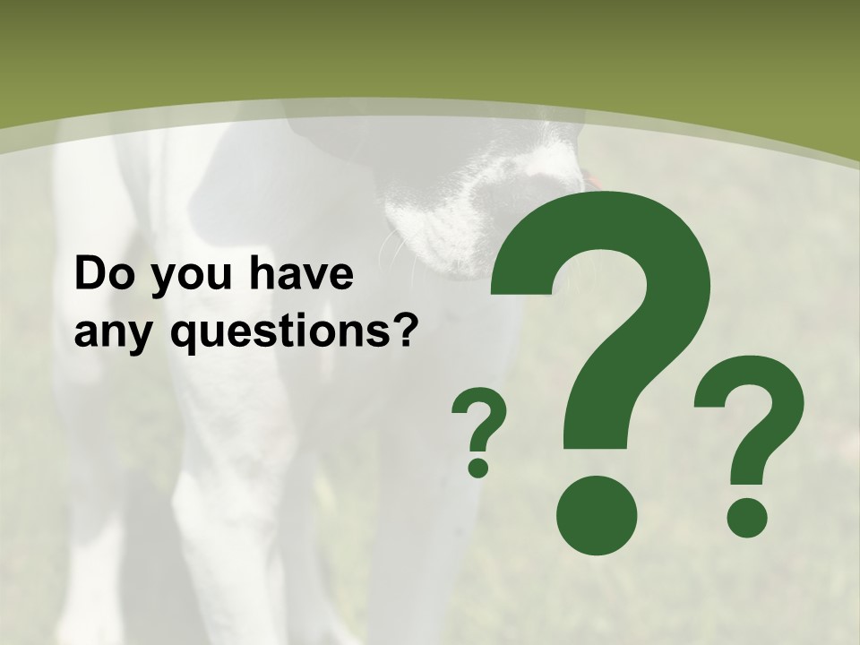 Puppy Of Pointer (Hunter Dog) With Funny Look PowerPoint Template