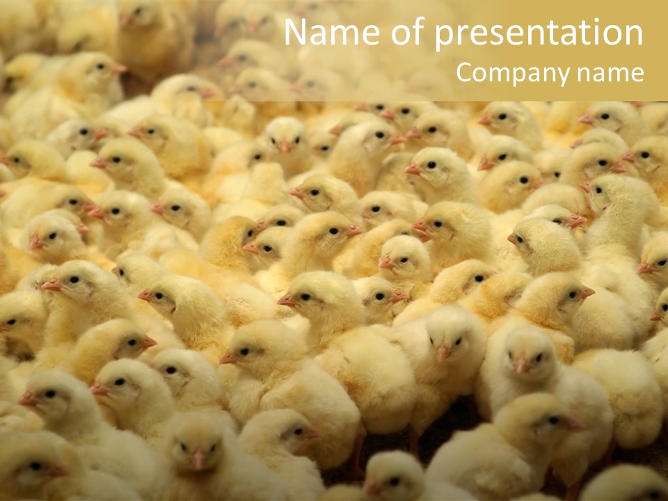 Newborn Chicks In The Poultry Farm PowerPoint Template