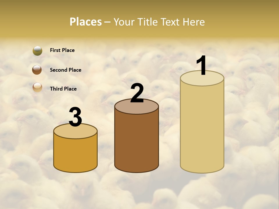 Newborn Chicks In The Poultry Farm PowerPoint Template