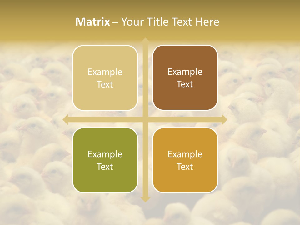 Newborn Chicks In The Poultry Farm PowerPoint Template