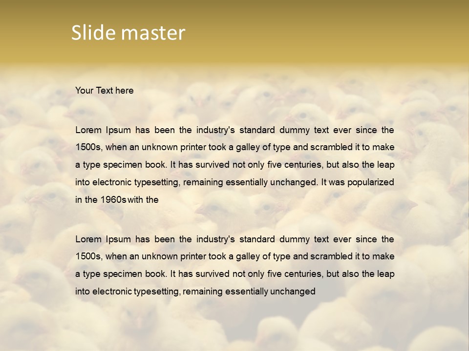 Newborn Chicks In The Poultry Farm PowerPoint Template