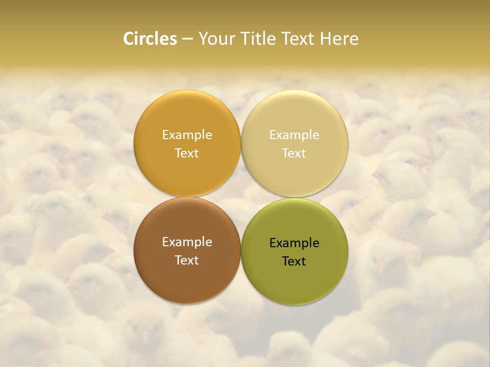 Newborn Chicks In The Poultry Farm PowerPoint Template