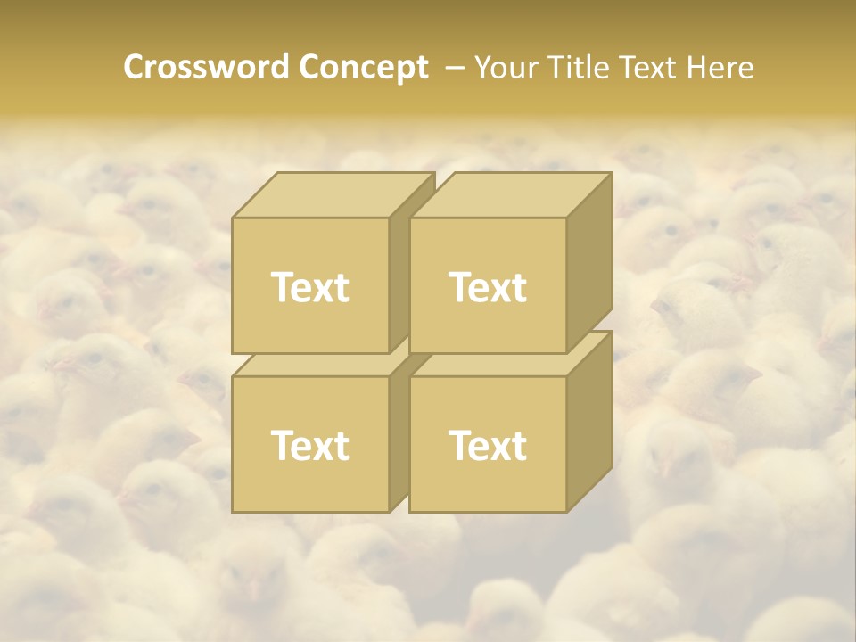 Newborn Chicks In The Poultry Farm PowerPoint Template