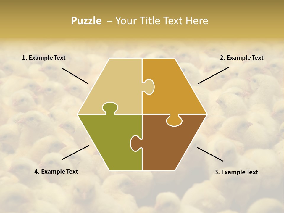 Newborn Chicks In The Poultry Farm PowerPoint Template