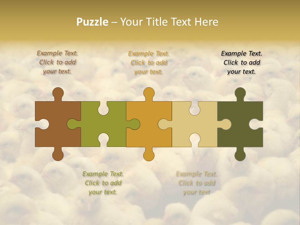 Newborn Chicks In The Poultry Farm PowerPoint Template