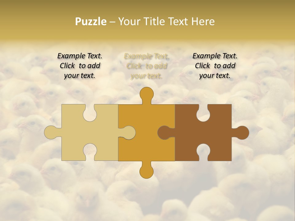 Newborn Chicks In The Poultry Farm PowerPoint Template