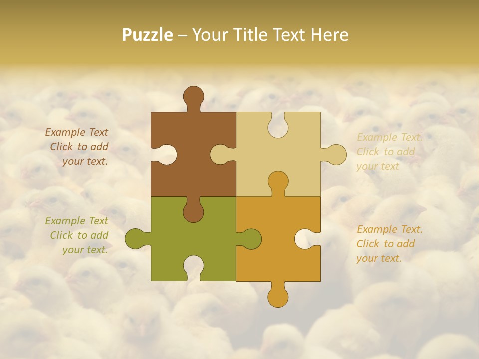 Newborn Chicks In The Poultry Farm PowerPoint Template