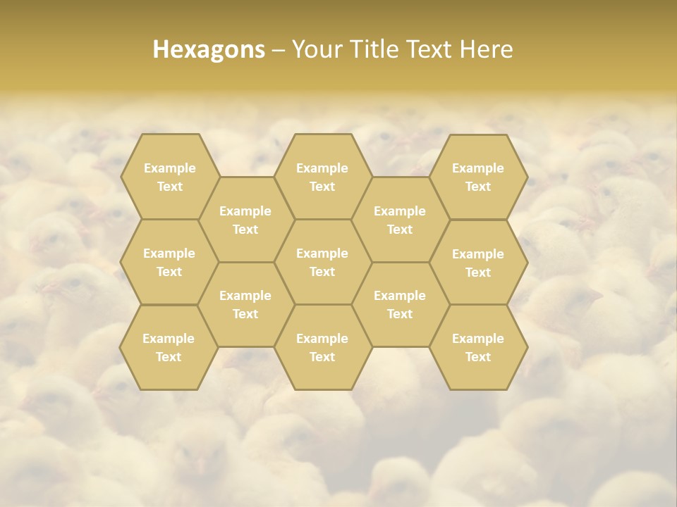 Newborn Chicks In The Poultry Farm PowerPoint Template