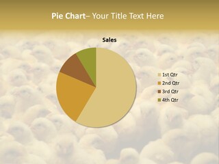 Newborn Chicks In The Poultry Farm PowerPoint Template