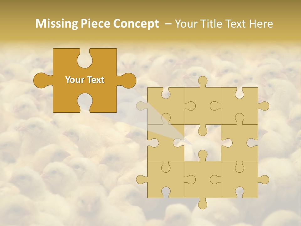 Newborn Chicks In The Poultry Farm PowerPoint Template